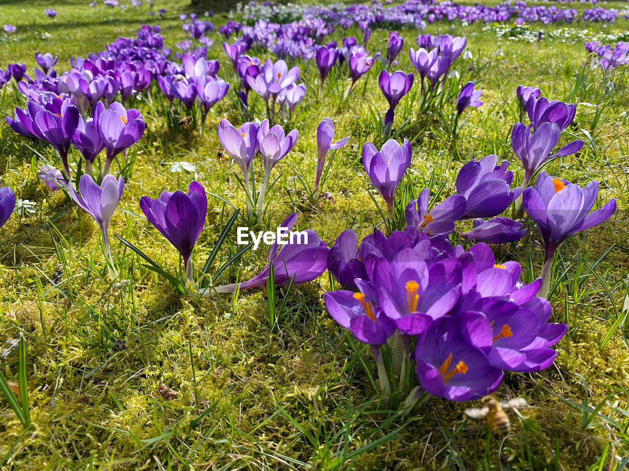 plant, flower, flowering plant, purple, beauty in nature, freshness, growth, fragility, field, nature, land, crocus, iris, petal, close-up, no people, day, inflorescence, flower head, grass, wildflower, springtime, high angle view, outdoors, meadow, green, botany, sunlight, blossom