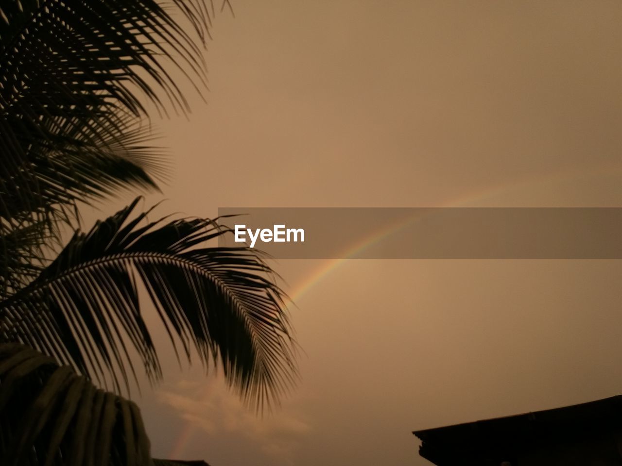 LOW ANGLE VIEW OF PALM TREE AGAINST RAINBOW