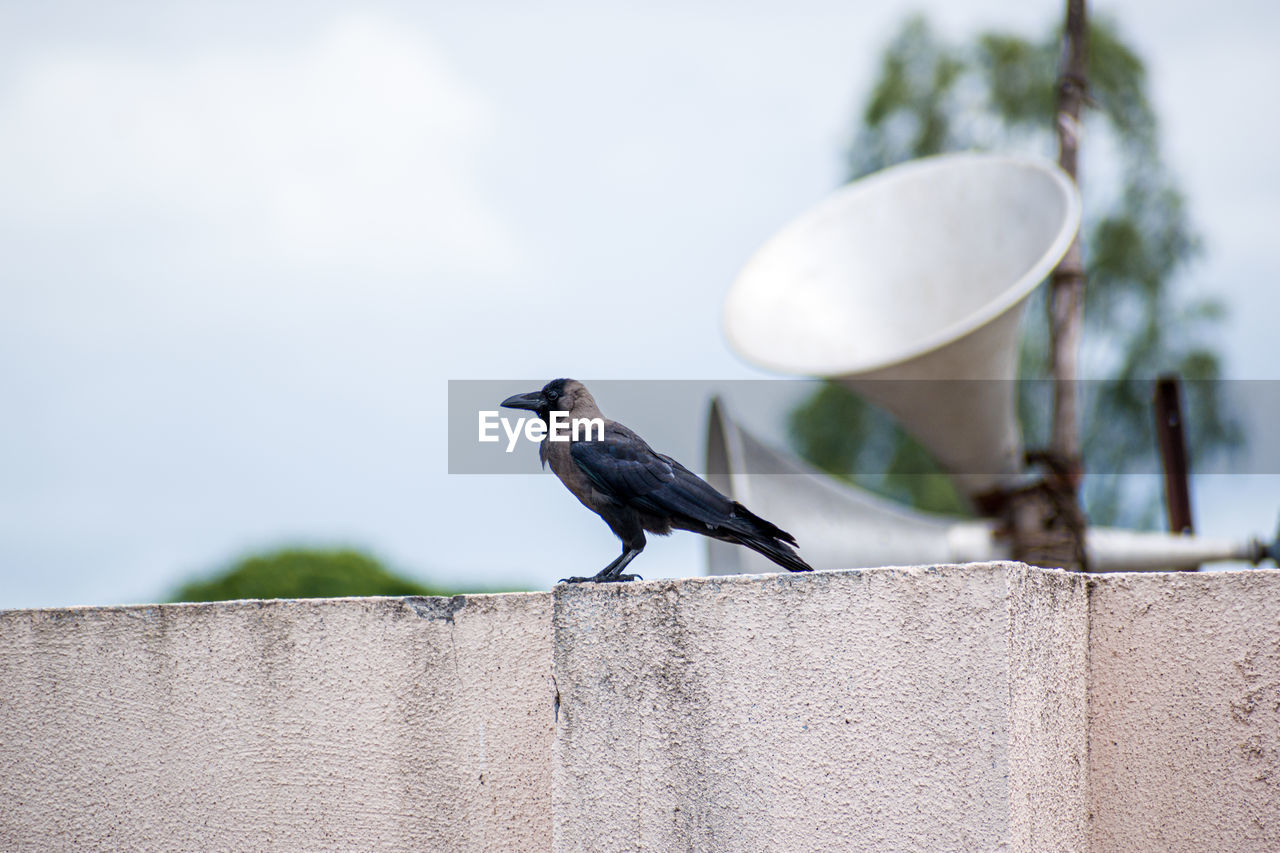 Crow sitting on concrete wall.