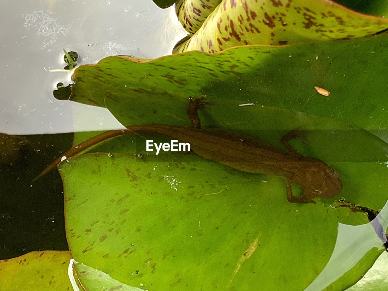 HIGH ANGLE VIEW OF LEAVES FLOATING ON WATER