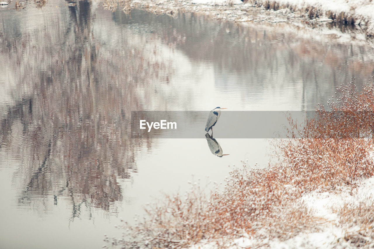 Bird in lake during winter