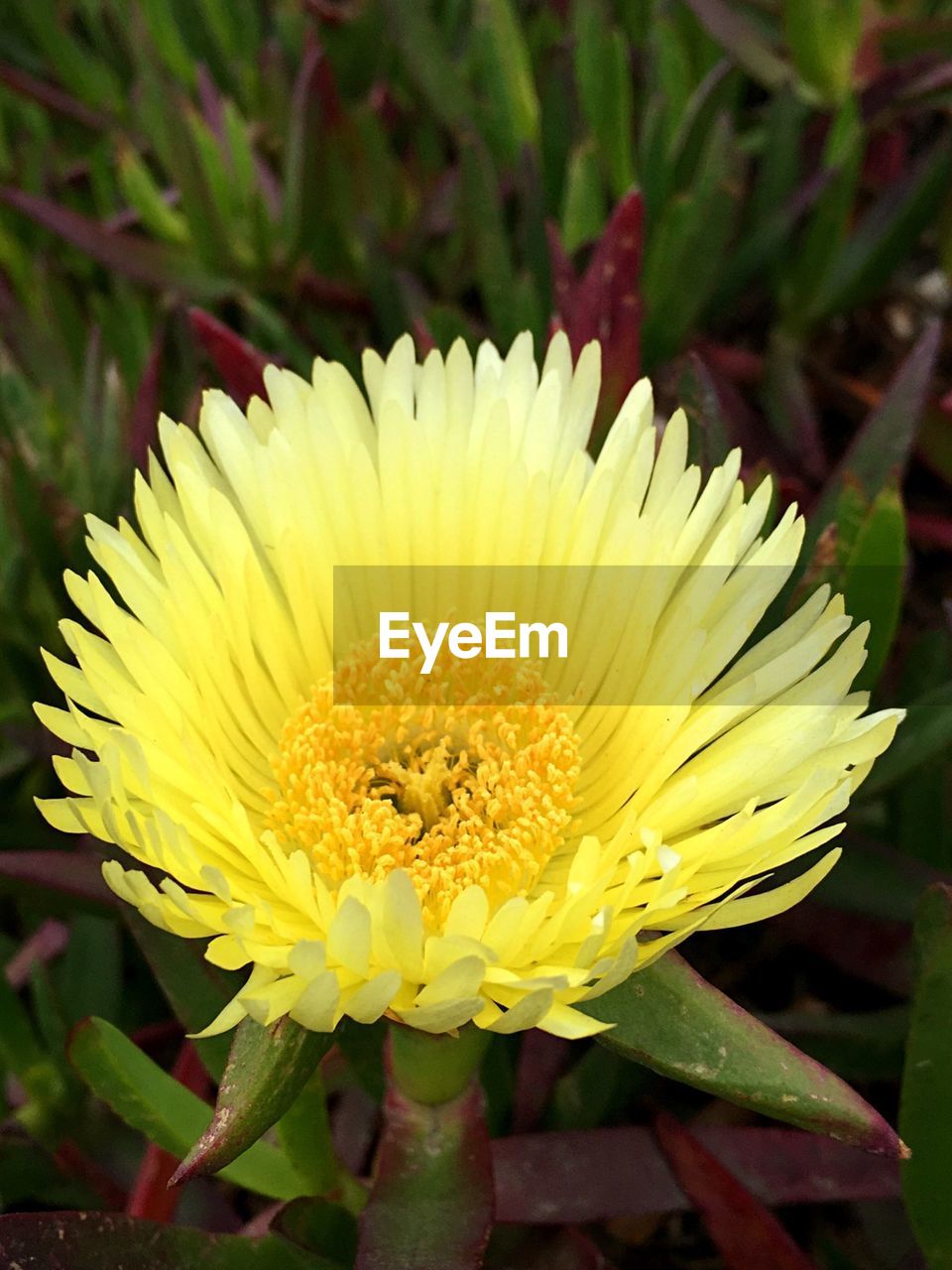 CLOSE-UP OF YELLOW FLOWERS