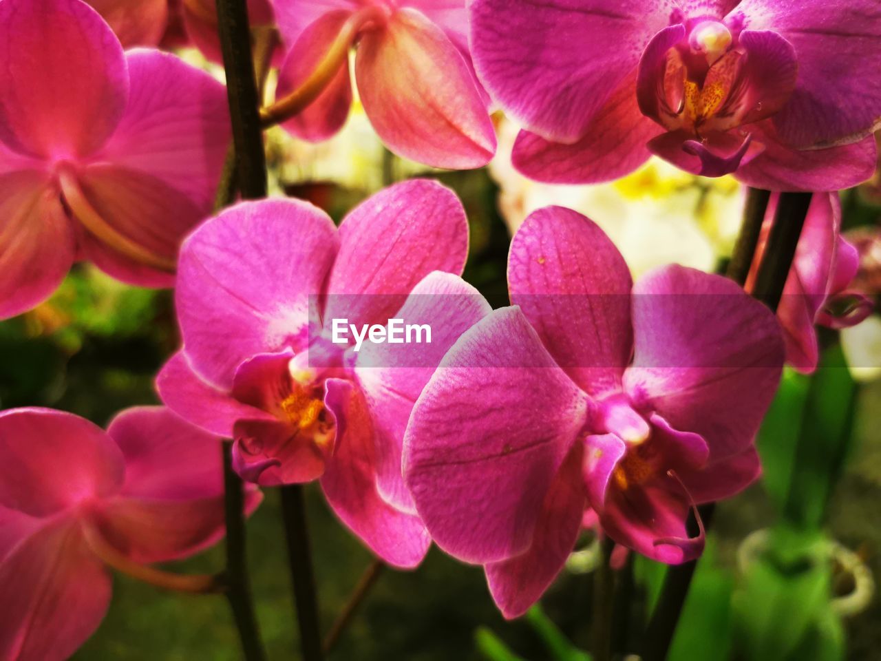 CLOSE-UP OF PURPLE ORCHIDS