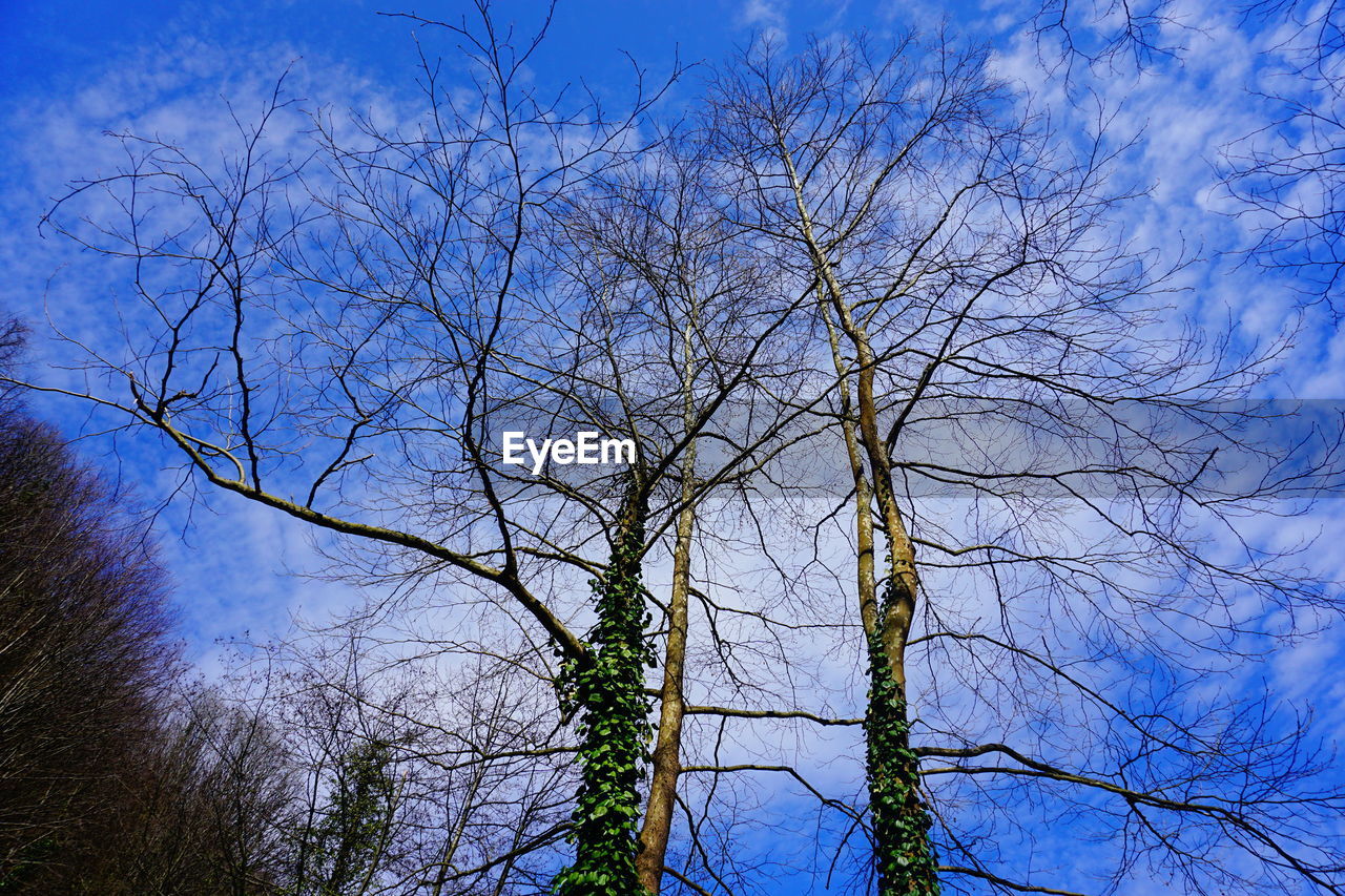 LOW ANGLE VIEW OF BARE TREES AGAINST SKY