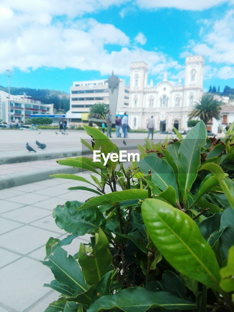 CLOSE-UP OF PLANTS AGAINST BUILDING IN CITY