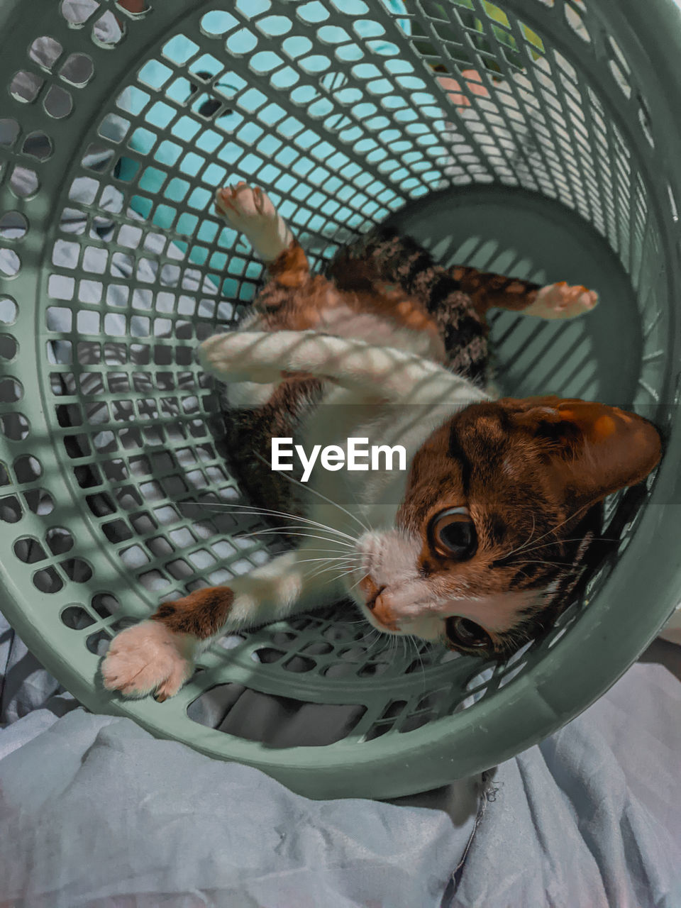 HIGH ANGLE VIEW OF A CAT IN CAGE