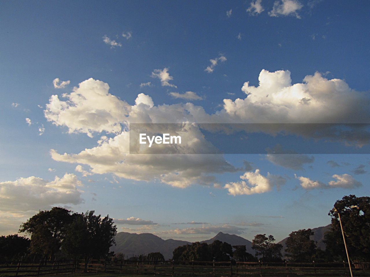 SCENIC VIEW OF TREE AGAINST SKY