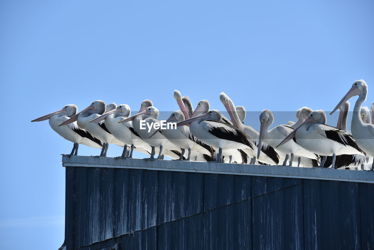 LOW ANGLE VIEW OF SEAGULLS ON BLUE AGAINST SKY