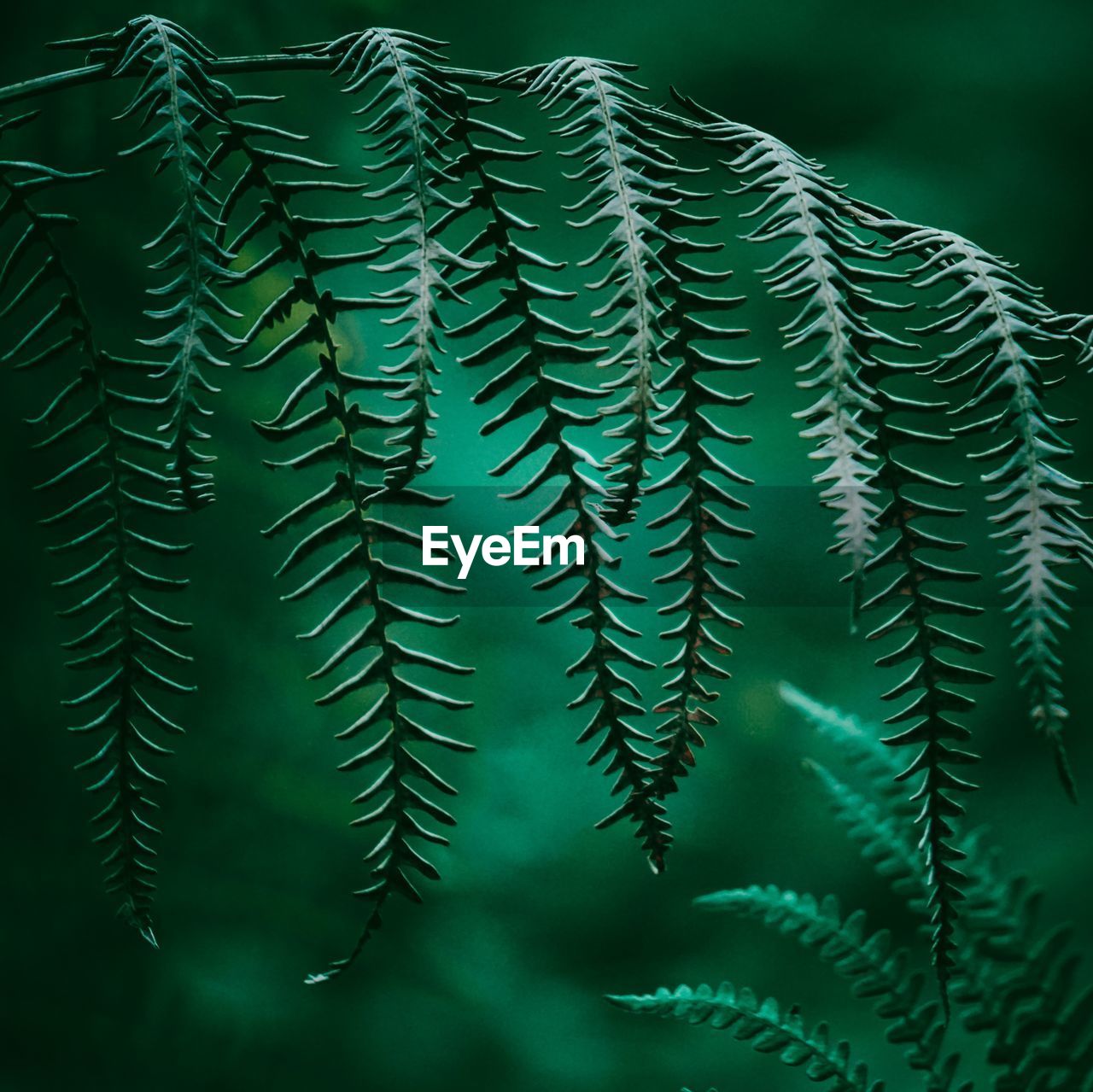 The fern in the mountain