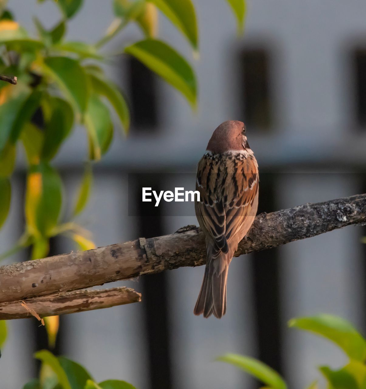 CLOSE-UP OF BIRD PERCHING ON TREE