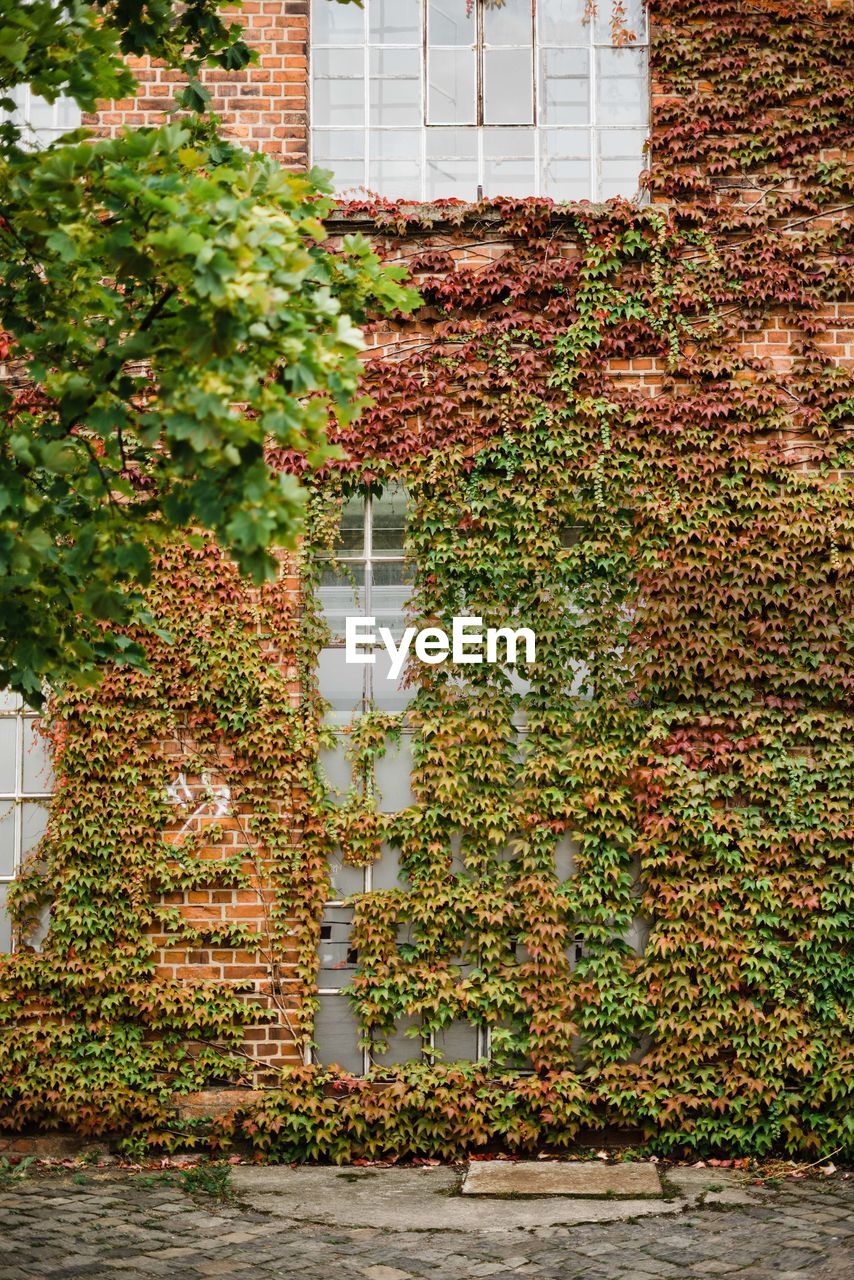 IVY GROWING ON BUILDING WALL