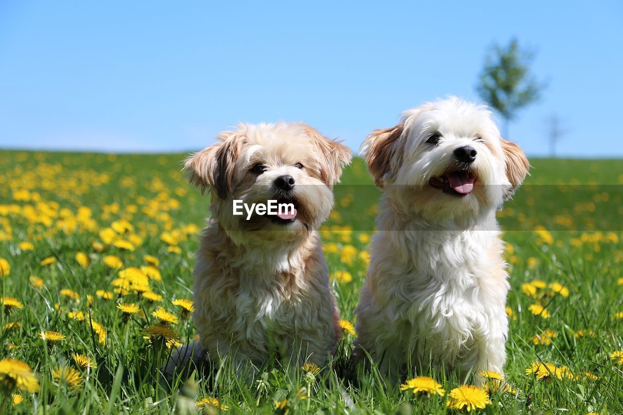 Dogs on grassy field against clear sky