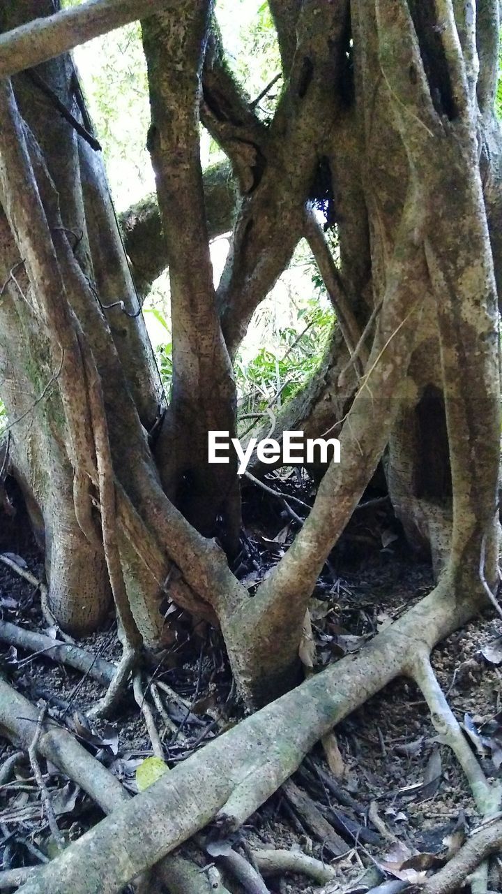 CLOSE-UP OF TREE TRUNK