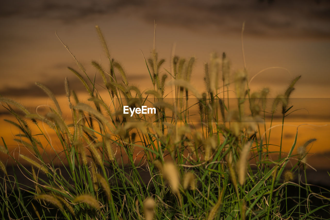 CLOSE-UP OF PLANTS ON FIELD