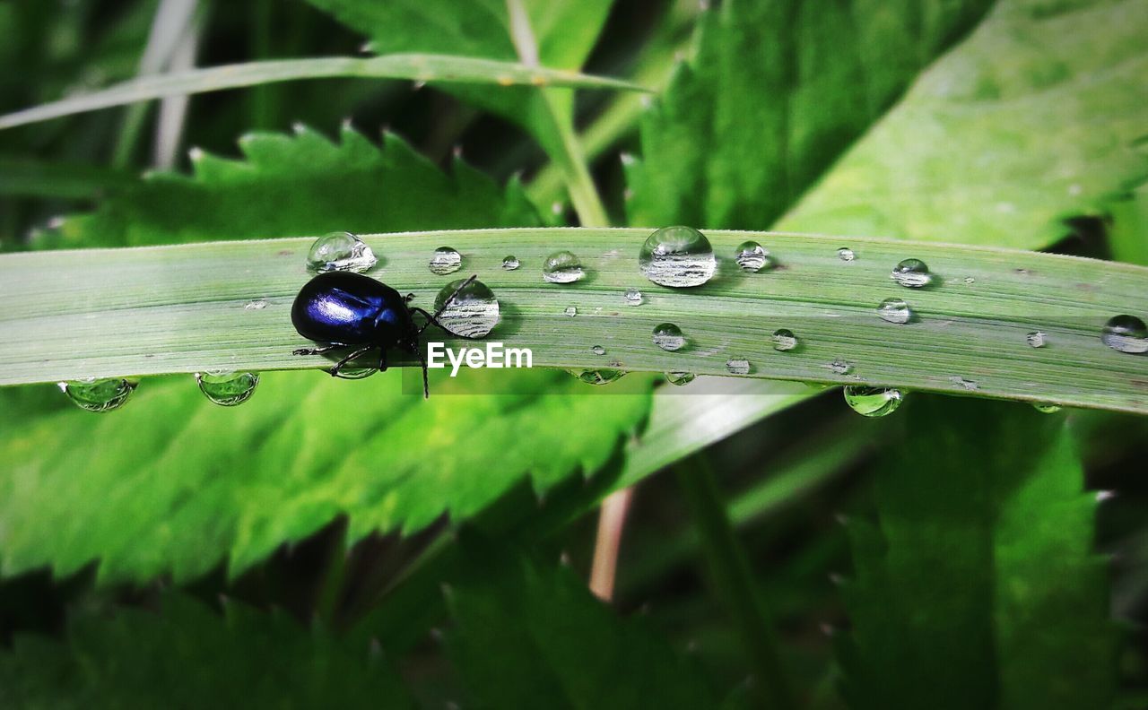 High angle view of beetle on grass