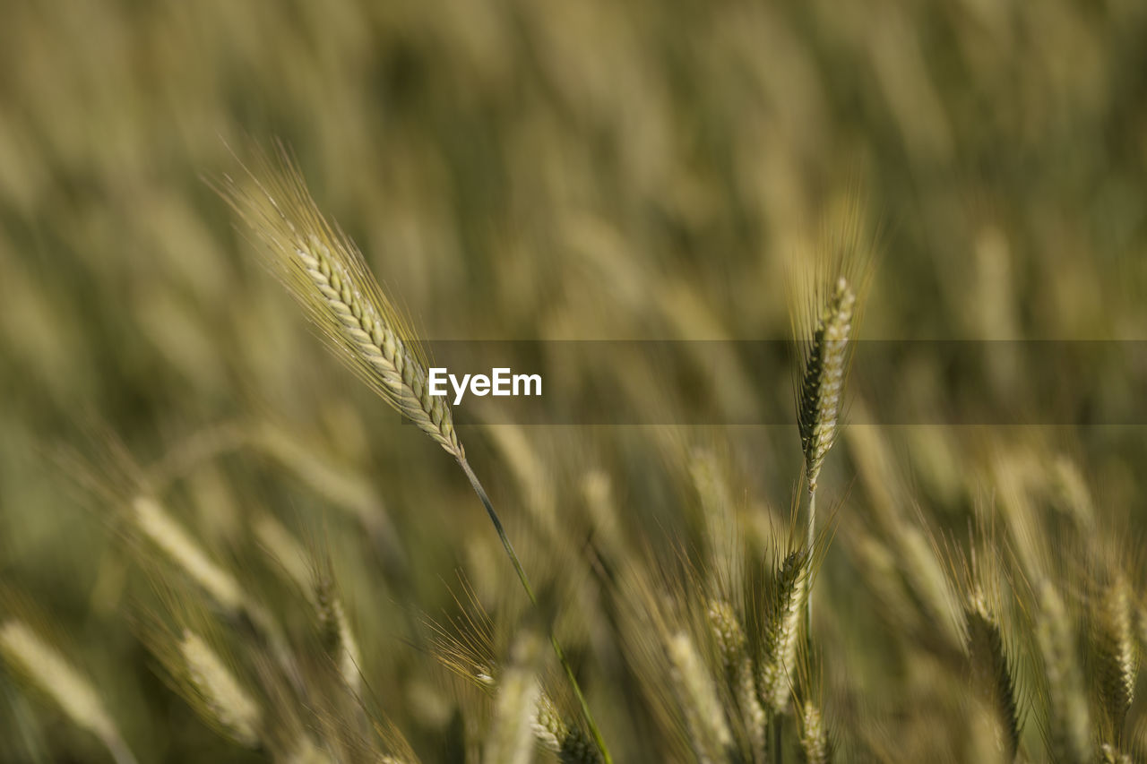 CLOSE-UP OF WHEAT FIELD