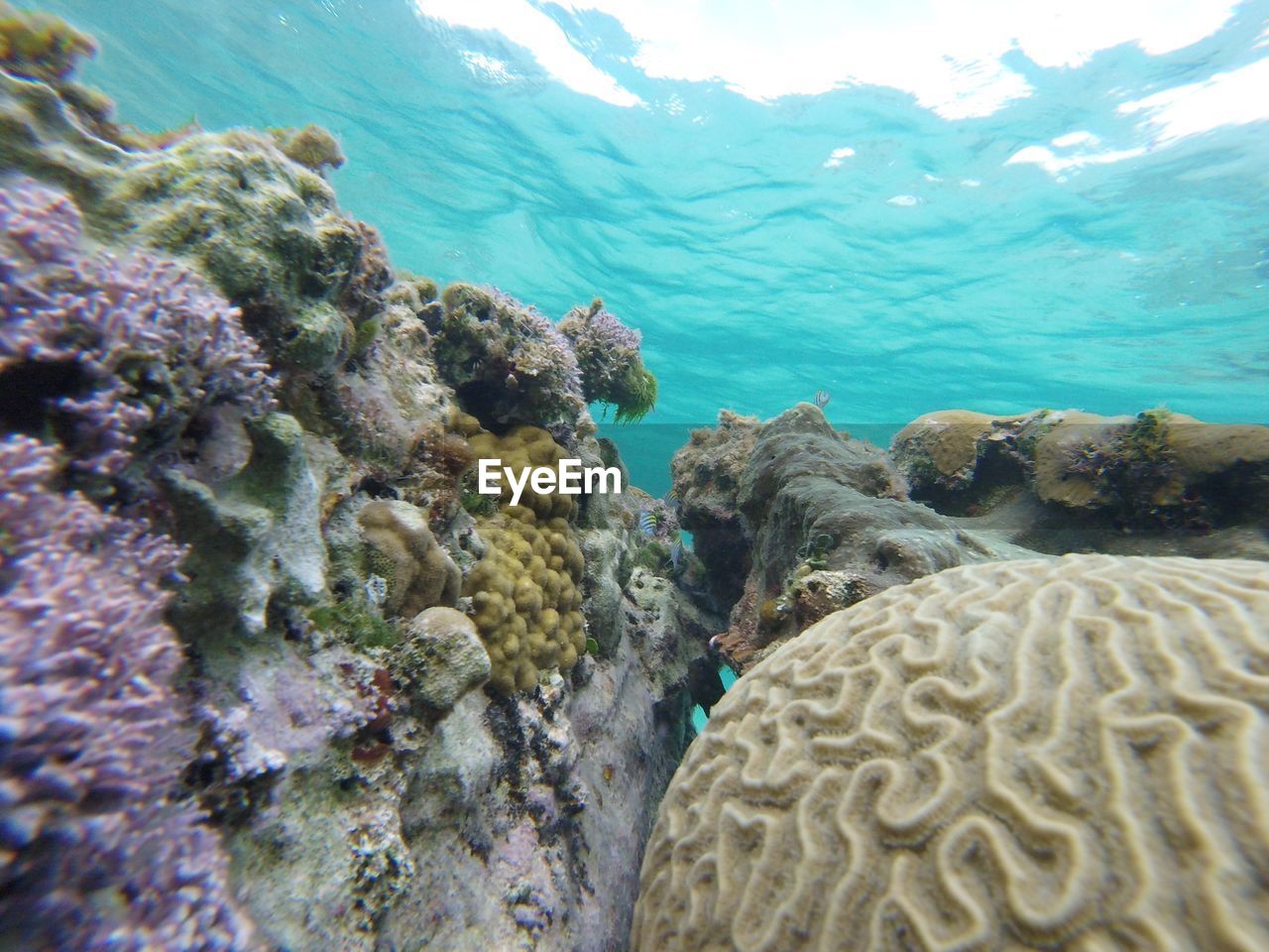 CLOSE-UP OF CORAL ON SEA