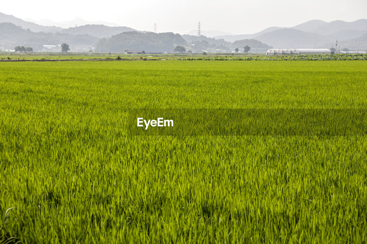 Scenic view of grassy field