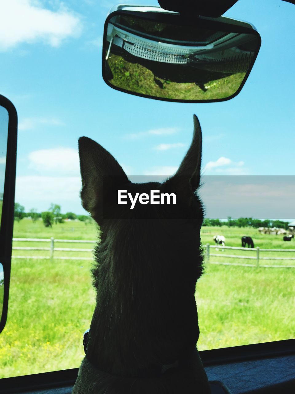 Rear view of dog looking through windshield