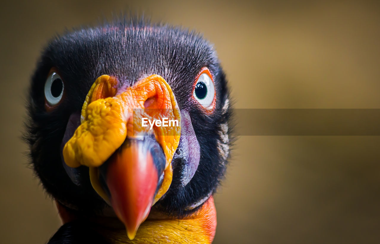 Close-up of a bird looking at camera