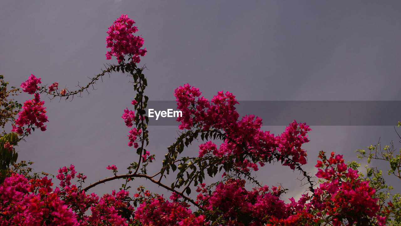 LOW ANGLE VIEW OF PINK FLOWERS ON TREE