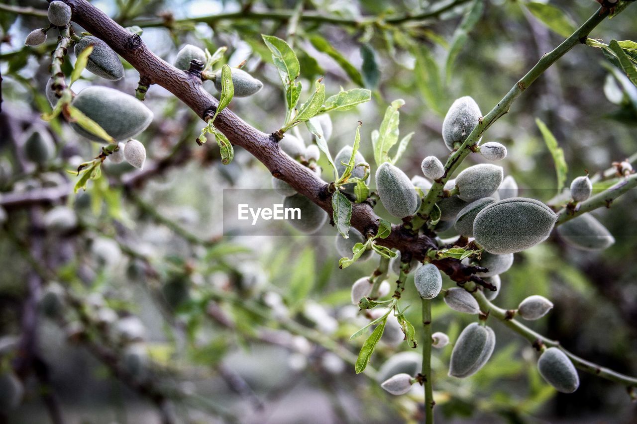 Close-up of fruits growing on tree