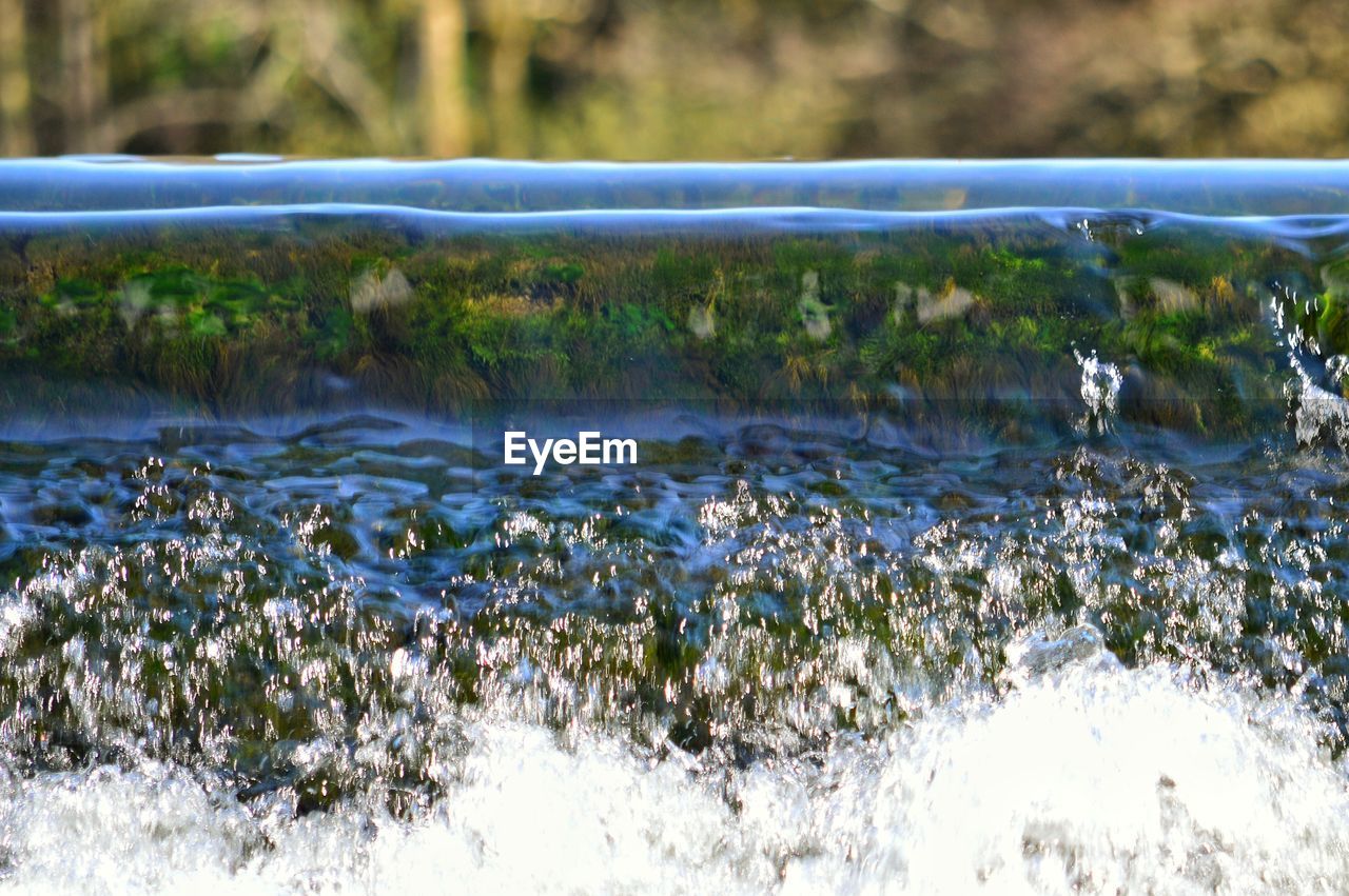 VIEW OF PLANTS IN POND