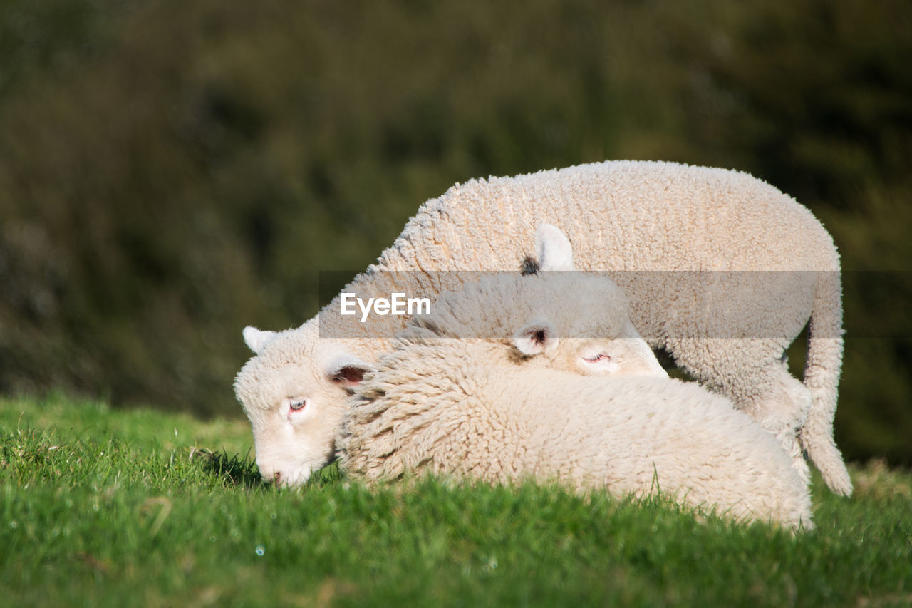 VIEW OF SHEEP ON FIELD