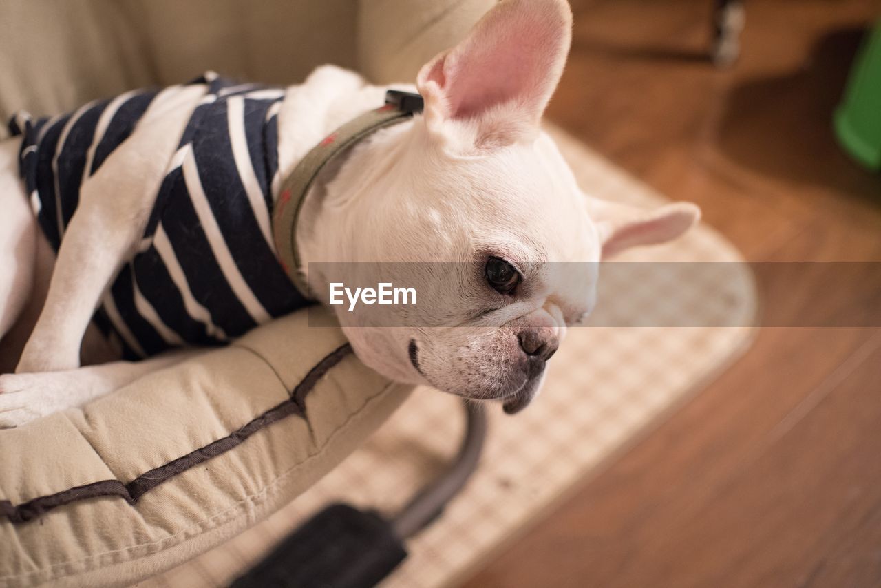 Close-up of french bulldog lying in chair