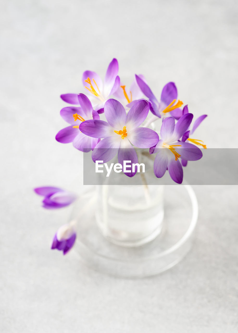 Beautiful small bouquet of purple crocus flowers in glass vase for home decor. 