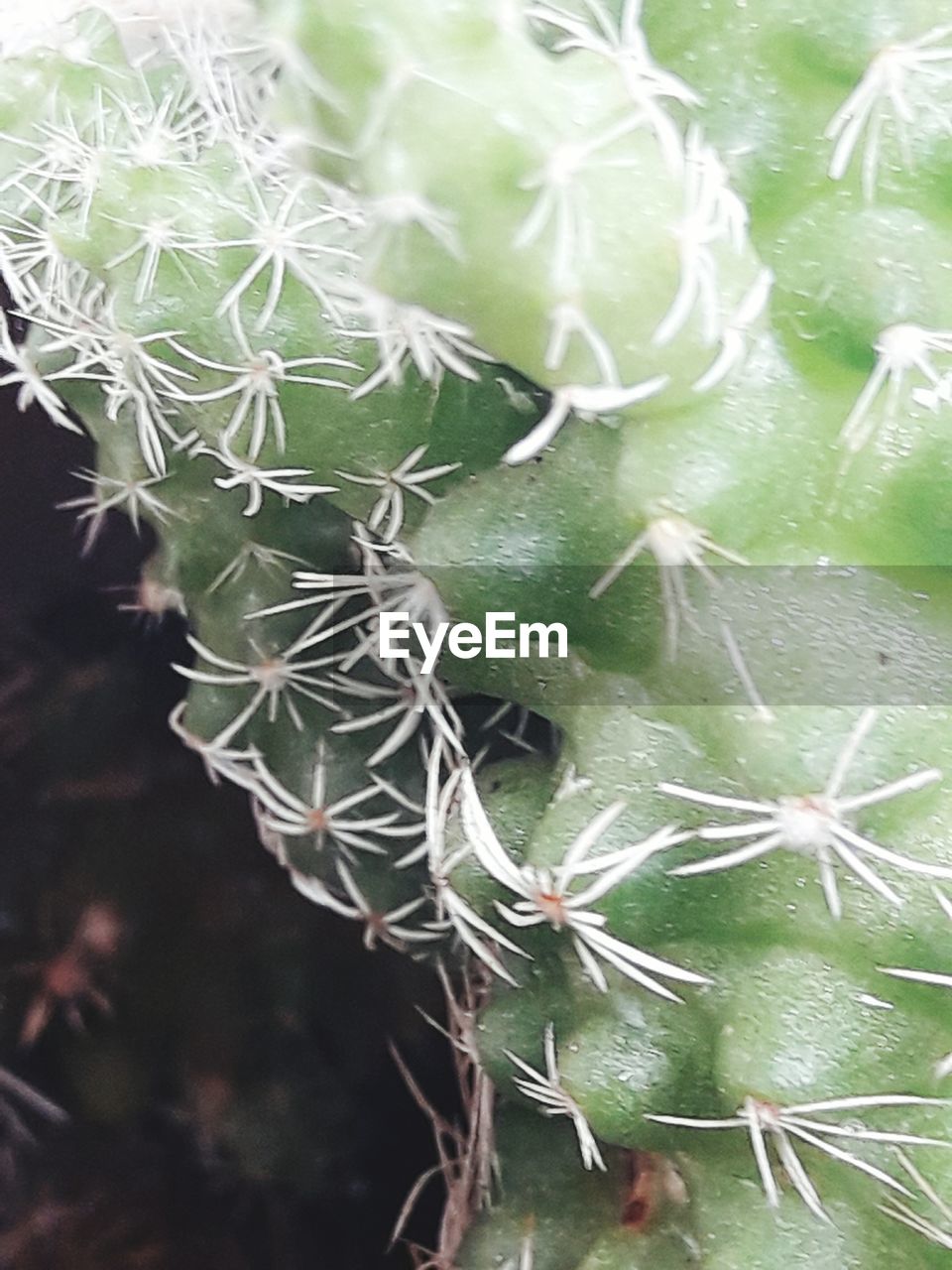 CLOSE-UP OF SPIDER WEB ON CACTUS