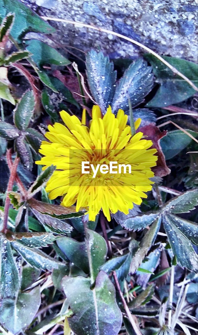 CLOSE-UP OF YELLOW FLOWER IN BLOOM