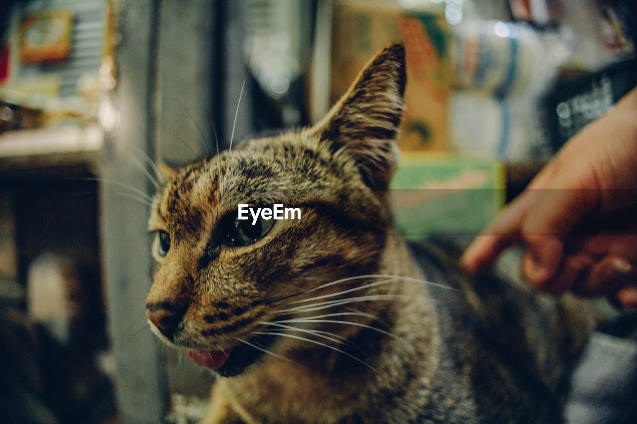 Close-up of cat
