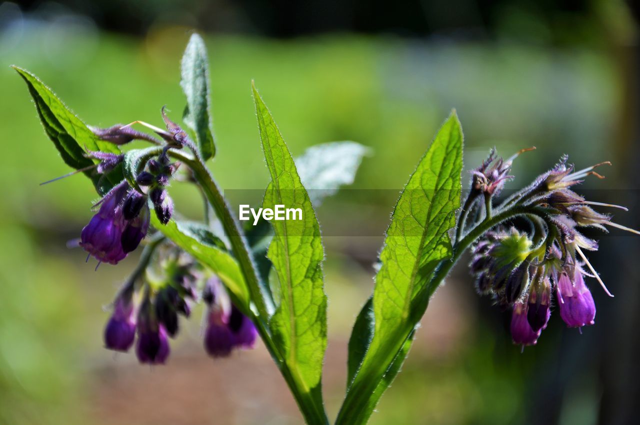 CLOSE-UP OF PURPLE FLOWER PLANT