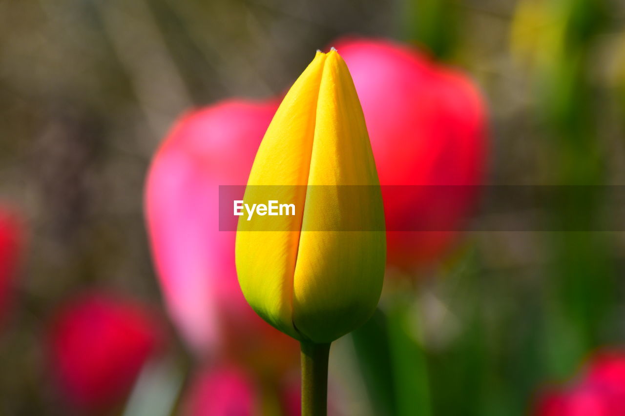 flower, flowering plant, plant, freshness, close-up, tulip, beauty in nature, petal, fragility, nature, yellow, flower head, focus on foreground, inflorescence, growth, red, no people, springtime, macro photography, pink, plant stem, outdoors, multi colored, vibrant color, bud, day, selective focus, blossom