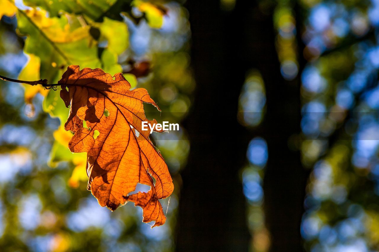 CLOSE-UP OF MAPLE LEAF ON TREE