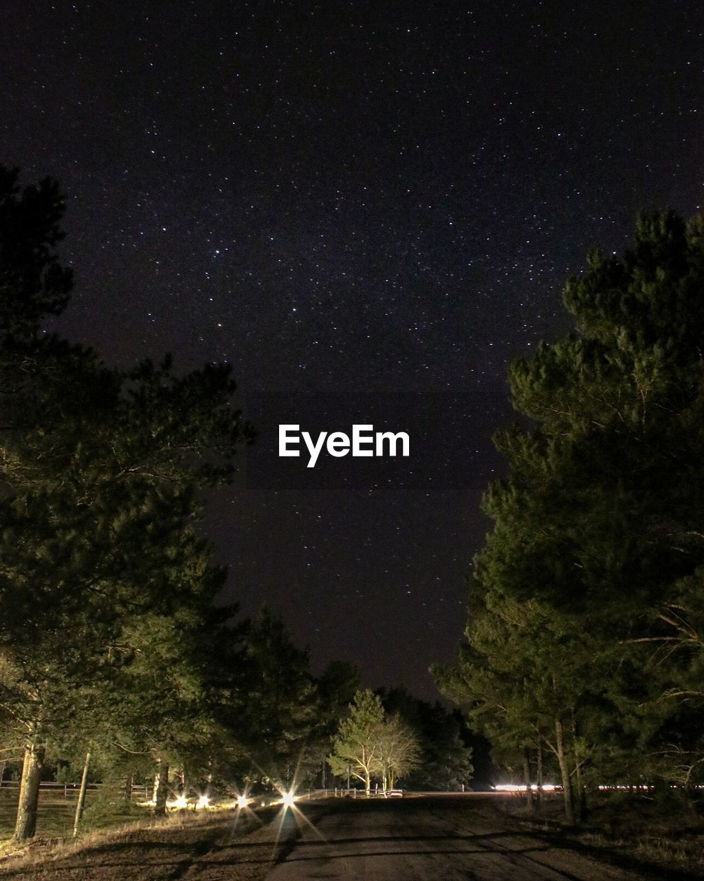 LOW ANGLE VIEW OF ILLUMINATED TREES AGAINST STAR FIELD