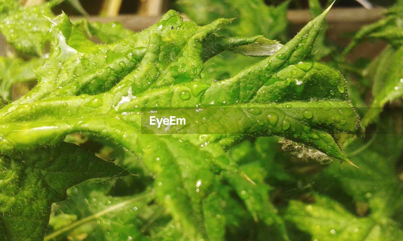 Close-up of wet leaves