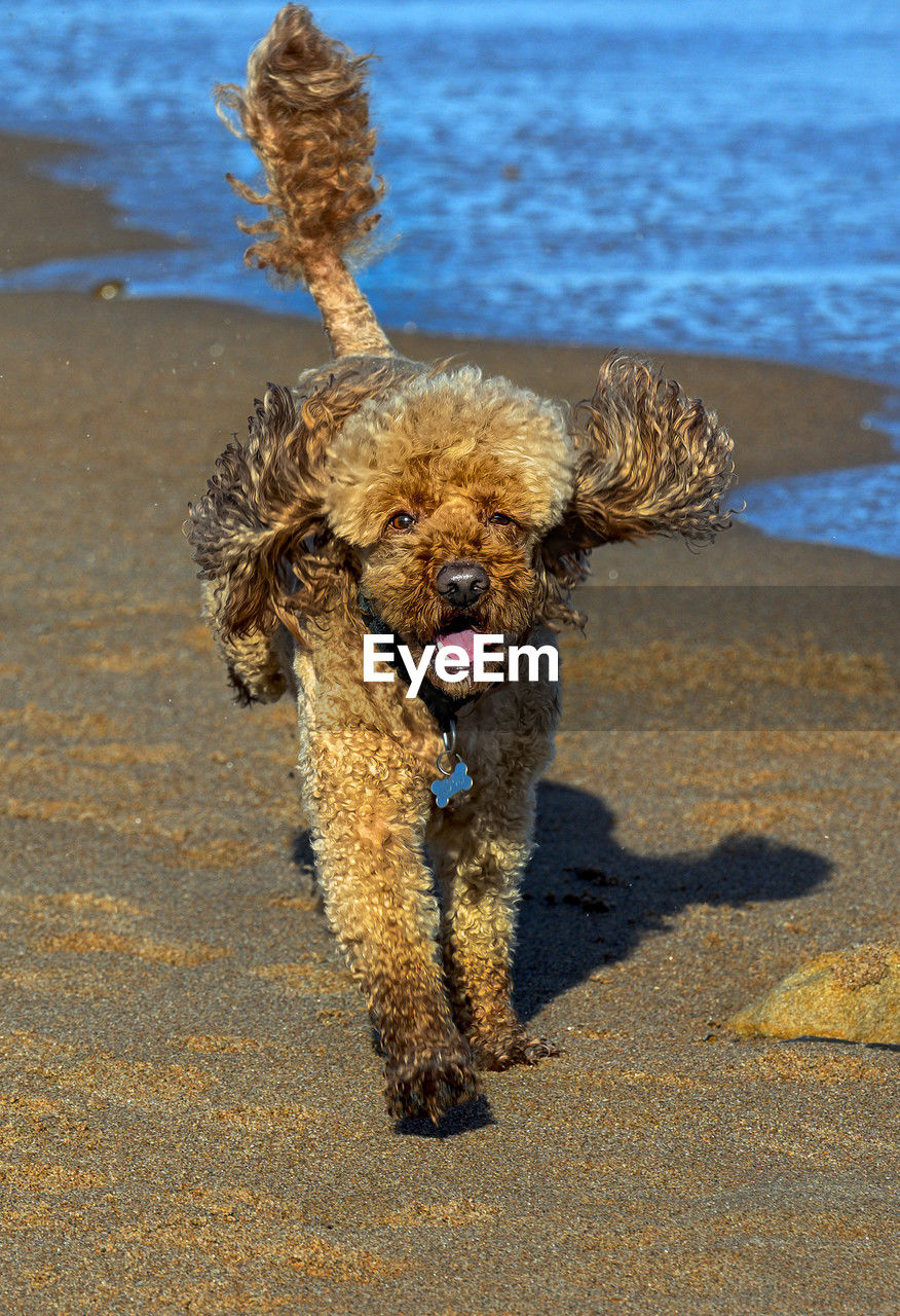 portrait of dog on beach