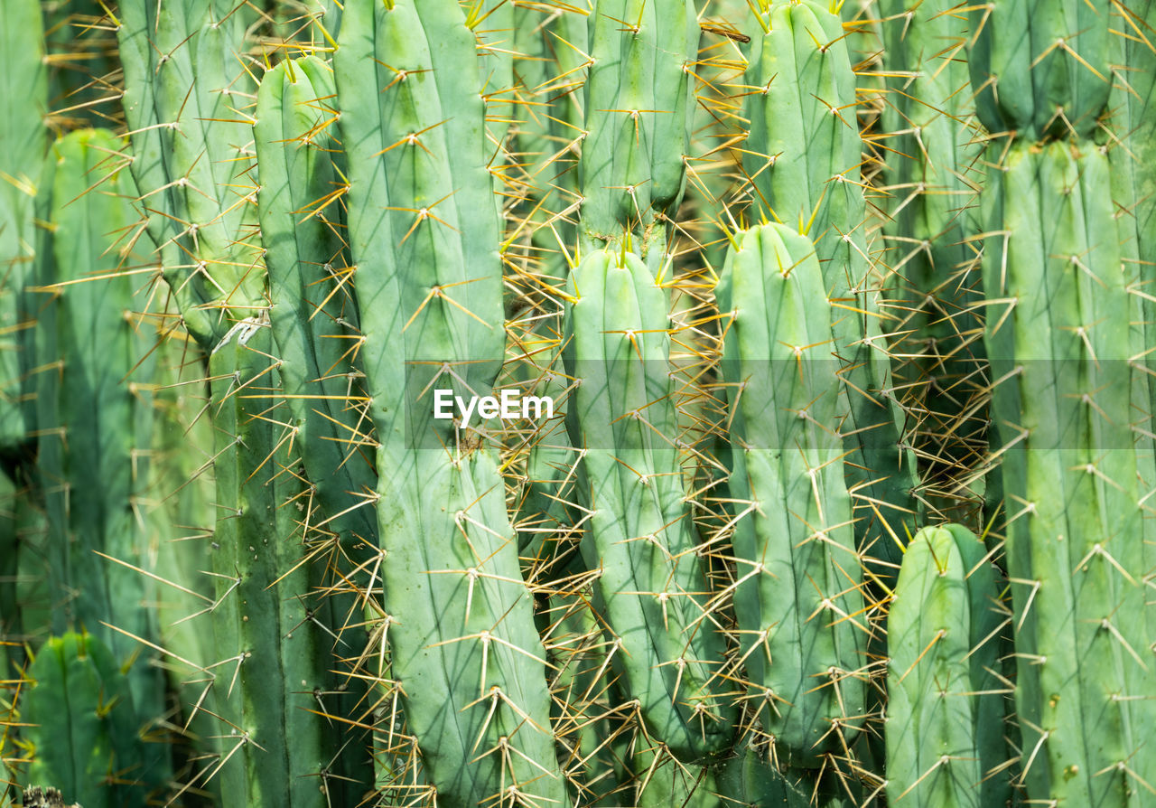Full frame shot of succulent plants on field