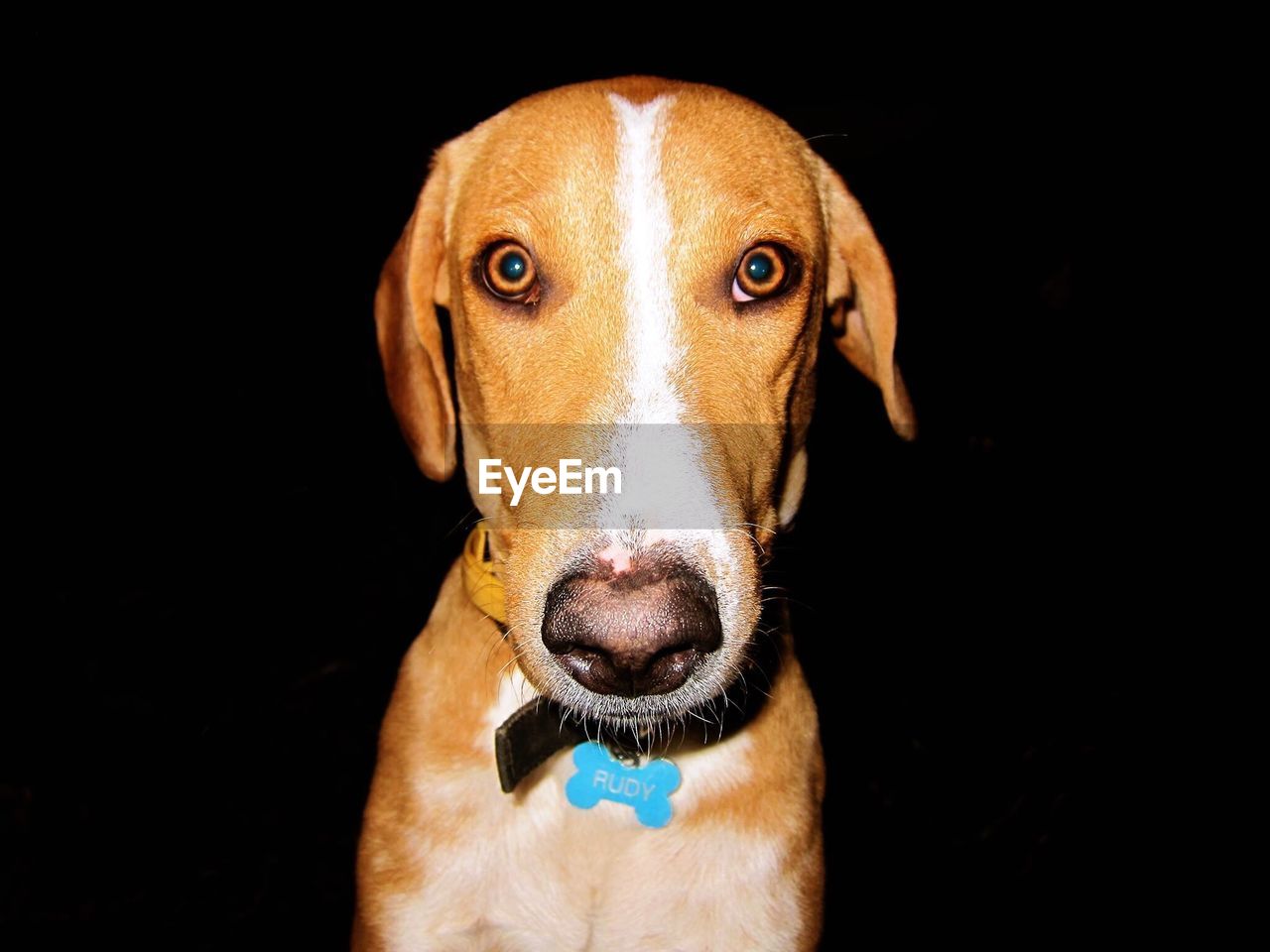 Close-up portrait of dog over black background