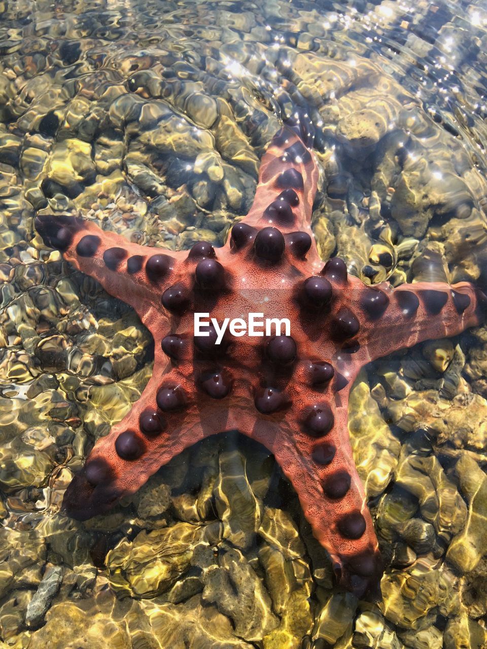 Starfish in sea