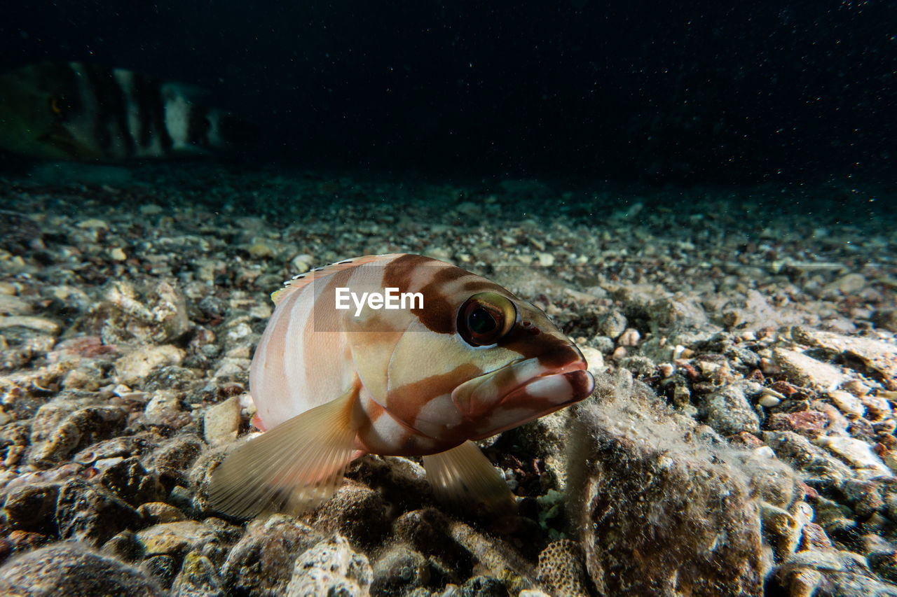 Close-up of fish swimming in sea