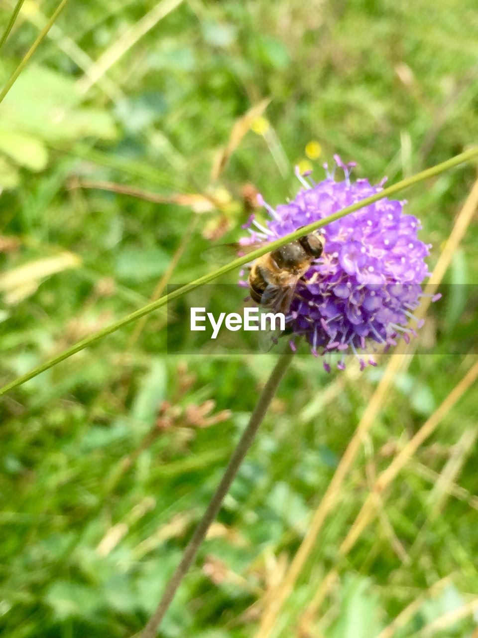 Close-up of bee pollinating purple flower on field