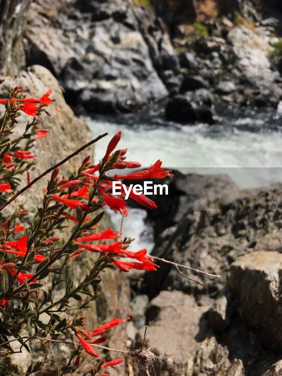 CLOSE-UP OF RED PLANT AGAINST ROCK