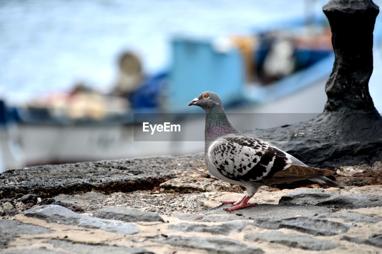 Close-up of pigeon perching on pier