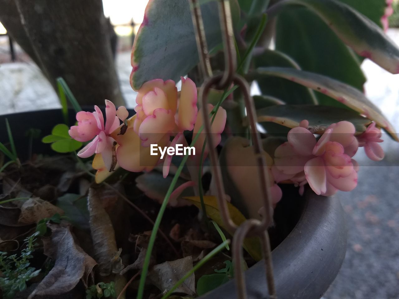 CLOSE-UP OF PINK ROSE FLOWER POT