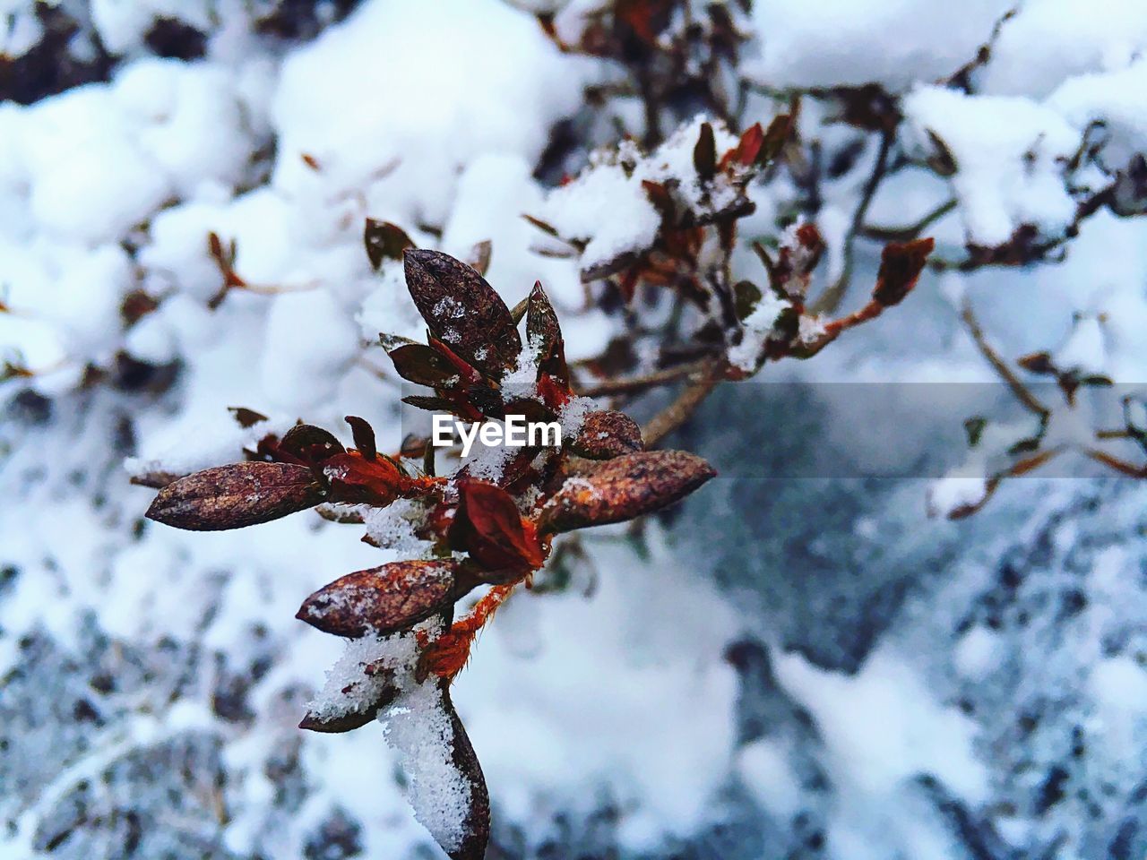 CLOSE-UP OF FROZEN TREE BRANCHES DURING WINTER