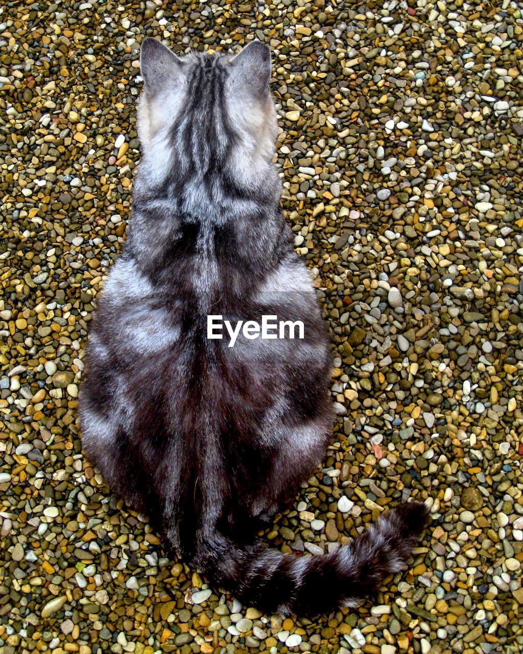 CLOSE-UP OF CAT ON GROUND