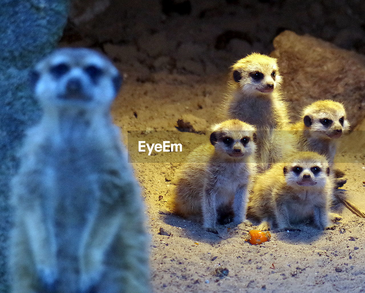 Close-up of meerkats